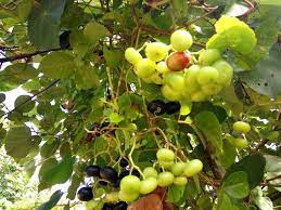Selain itu banyak masyarakat yang menjadikan buah anggur sebagai cemilan, mungkin karena ukurannya yang kecil dan rasanya yang manis, meski sebagian jenisnya terdapat semu asam. Anggur Hutan Boh Lakom Steemit