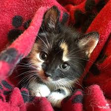 Where to obtain foster kittens. Sunday Selfies With The New Kids Three Chatty Cats Cute Cats And Kittens Kittens Cutest Cats