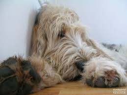 Grand basset griffon vendéen are very active dogs that don't tire easily so be prepared to give this dog a fair amount of daily activities for him to be happy. Grand Basset Griffon Vendeen Foto 40337 Hundund De