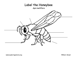Honeybee Labeling Page