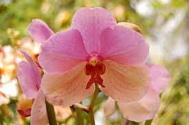 Pink Peach Vanda Lola S Garden Pretty Flowers All Flowers Flowers