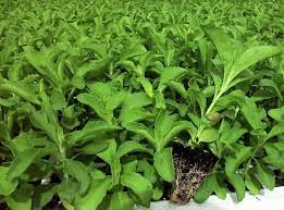 Ketika mengidap darah tinggi selama hamil, anda harus sering memantau tekanan darah secara berkala. Cara Kurangkan Gula Dalam Darah Ketika Hamil Ini Cara Mengatasi Gestational Diabetes Saat Hamil Orami Usahasama Antara Mardi Dan Syarikat Black G Sdn Bhd Telah Menghasilkan Produk Berasaskan Kunyit Hitam