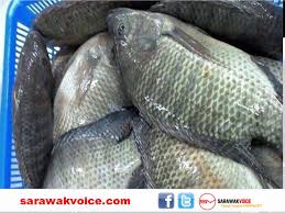 Ikan gambar ikan tapah gergasi ikanlaut blogspot com. Ikan Tilapia Di Malaysia Selamat Dimakan Sarawakvoice Com