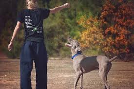 Best dog bakeries near me. 4 Best Ways To Use Dog Treats For Training Dog Training Me