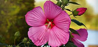 Moreover, the hibiscus is flower flavorsome, making it easily palatable for everyone. Growing Edible Hibiscus Flower Guide Our Backyard Farm