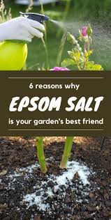 Pin On Gardening Ideas For Backyard