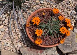 Image result for Gazania krebsiana