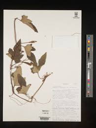 Image result for Lagenaria abyssinica