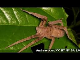 Sep 30, 2020 · the brazilian wandering spider is native to central and south america. How Dangerous Is That Brazilian Wandering Spider Youtube