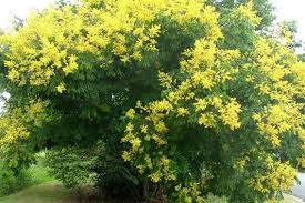 We did not find results for: Golden Rain Tree Weed Identification Brisbane City Council