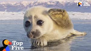 People Are Killing Thousands Of Baby Seals To Make Fur Coats The Dodo Youtube