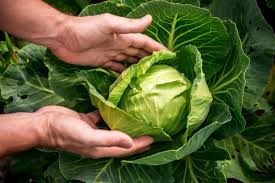 If you intend to plant zucchini seeds, remember they need needs sunlight and heat to germinate. How Far Apart Do I Need To Plant My Cabbage The Practical Planter