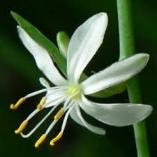Image result for Chlorophytum colubrinum