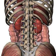 Maybe you would like to learn more about one of these? Posterior View Of The Organs Within The Abdominal Cavity The Lumbar Download Scientific Diagram