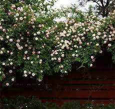 Rose Of The Week Cecile Brunner Part 1 Trees To Plant Planting Flowers Climbing Roses