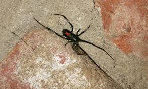 Like most spiders, the false widow's bite is venomous, but it almost always only has a mild effect on humans. Black Widow Spider Bites On Dogs Symptoms And Treatment Thrasher Termite Pest Control