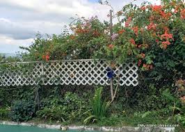 We did not find results for: Activities In Montego Bay Here S Ahhh Ras Natango Top Place To Visit