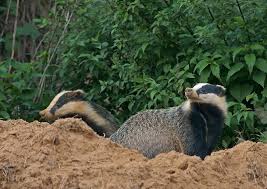 Mit Ohne Worte 16 Ausgestopftes Tier Tiere Dachse