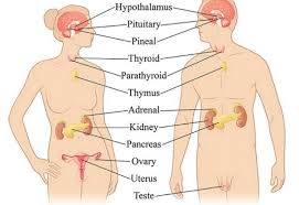 Check spelling or type a new query. Kelenjar Endokrin Pengertian Fungsi Jenis Terlengkap
