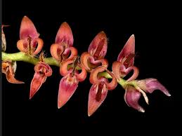 Image result for Bulbophyllum josephi