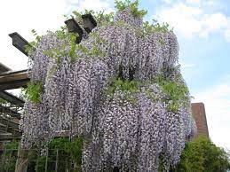 We did not find results for: Baumschule Eggert Blutenstraucher Baumschulen Heckenpflanzen Wisteria Floribunda