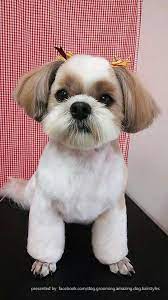 Repinned Shih Tzu Dog Grooming Dog Grooming Business Shih Tzu Puppy