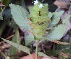 Image result for Phaulopsis imbricata