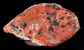 Highly Agatized Wood Winnweiler Pfalz German Uplands From The Slopes Of The Former Volcano Of The Donnersberg In Germany Permian Period 290 Mya 7