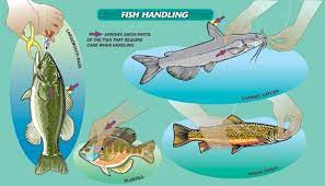 How To Handle A Fish. See The Arrows!? | Fish, Fishing Tips, Fishin