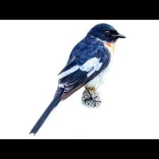 Image result for Erythrococca atrovirens