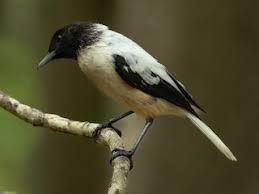 Image result for Marquesia macroura