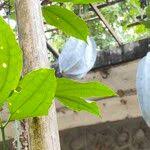 Image result for Telfairia occidentalis