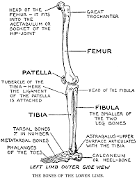 These bones may break into two or more pieces.if a broken bone has been exposed to the outside, either by a cut over the fracture, or by bone sticking out through the skin, it is called an open fracture. Lower Leg Bones Anatomy Anatomy Drawing Diagram