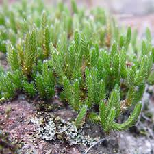 Image result for Selaginella kivuensis