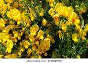 Genisteae Flowers Stock Photos and Pictures - 259 Images ...