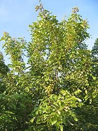 Dimocarpus longan, commonly called dragon's eye or longan, is an evergreen monoecious tree that is native to southeast asia. Pokok Mata Kucing Wikipedia Bahasa Melayu Ensiklopedia Bebas