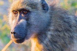 Image result for Hylebates