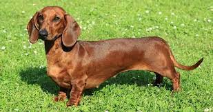 There are 13857 sausage dog for sale on etsy, and they cost 6,85 £ on average. Should You Get The Beloved Dachshund Dog As A Companion K9 Web