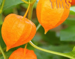 Image result for Physalis viscosa