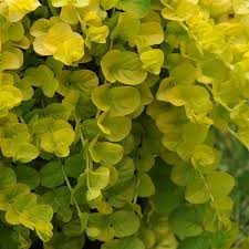 Image result for Lysimachia djalonis
