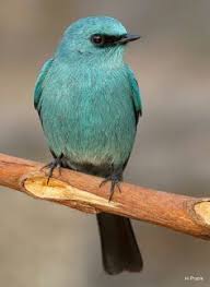 Verditer Flycatcher India Beautiful Birds Pretty Birds Birds