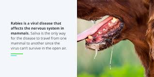 Image result for Rabies