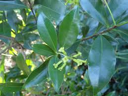 Image result for Peddiea