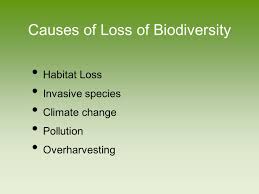 Evolution Of Biodiversity Ppt Download