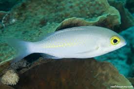 Image result for Scolopia rhamniphylla