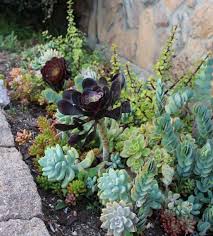 Sukkulenten eignen sich als deko wie kaum eine andere pflanze, nicht nur wegen ihrer außergewöhnlichen formen. Sukkulenten Fur Draussen Winterhart Und Exotisch