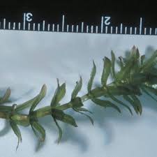 Image result for Hydrolea brevistyla