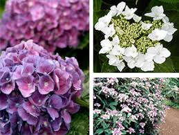 This is a list of united states states and their state flower, tree, and bird. Is Your Garden In The Doldrums Plant These Trees And Shrubs For Stunning Summer Flowers
