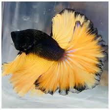 Black And Yellow Fish Drawing Gorgeous Black Amp Yellow Over Halfmoon Male Live Betta Fish Betta Fish Betta Fish