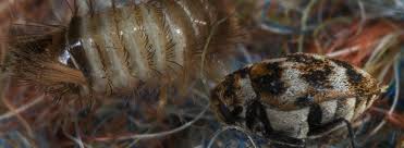 Technicians are trained to be thorough, knowledgeable, and careful. Treating Fabric Pests Ehrlich Pest Control